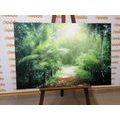 CANVAS PRINT PATH ON THE ISLAND OF SEYCHELLES - PICTURES OF NATURE AND LANDSCAPE - PICTURES