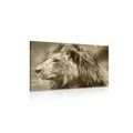 CANVAS PRINT AFRICAN LION IN SEPIA - BLACK AND WHITE PICTURES - PICTURES