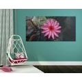 CANVAS PRINT CHARMING LOTUS FLOWER - PICTURES FLOWERS - PICTURES