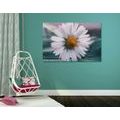 CANVAS PRINT BEAUTIFUL DAISY - PICTURES FLOWERS - PICTURES