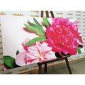 WANDBILD PFINGSTROSEN IN ROSA - BILDER BLUMEN - BILDER