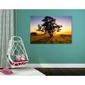 CANVAS PRINT LONELY TREE AT SUNSET - PICTURES OF NATURE AND LANDSCAPE - PICTURES