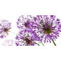 CANVAS PRINT BLOOMING PURPLE GARLIC FLOWERS - PICTURES FLOWERS - PICTURES