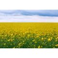 WALL MURAL YELLOW BLOOMING FIELD - WALLPAPERS NATURE - WALLPAPERS