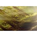 CANVAS PRINT SUN RAYS IN THE FOREST - PICTURES OF NATURE AND LANDSCAPE - PICTURES