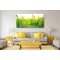 IMPRESSION SUR TOILE BRINS D'HERBE DANS UN DESIGN VERT - IMPRESSION SUR TOILE DE NATURE ET PAYSAGE - IMPRESSION SUR TOILE