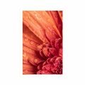 POSTER ORANGE GERBERA MIT WASSERTROPFEN - BLUMEN - POSTER