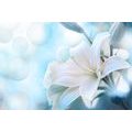 CANVAS PRINT WHITE LILY FLOWER ON AN ABSTRACT BACKGROUND - PICTURES FLOWERS - PICTURES