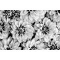 PAPIER PEINT AUTOCOLLANT FLEURS DE DAHLIA EN NOIR ET BLANC - PAPIERS PEINTS AUTOCOLLANTS - PAPIER PEINT