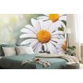 WALL MURAL DAISY FLOWERS - WALLPAPERS FLOWERS - WALLPAPERS