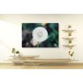 CANVAS PRINT WHITE FLUFFY DANDELION HAT - PICTURES FLOWERS - PICTURES