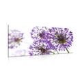 WANDBILD BLÜHENDE LILA KNOBLAUCHBLÜTEN - BILDER - 🔥 TOTALAUSVERKAUF