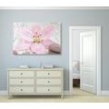 CANVAS PRINT PINK LILY AND ZEN STONES - PICTURES FENG SHUI - PICTURES