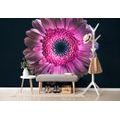 TAPETA PURPUROWA GERBERA - TAPETY KWIATY - TAPETY