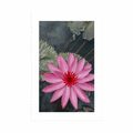 POSTER WITH MOUNT CHARMING LOTUS FLOWER - FLOWERS - POSTERS