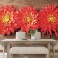 PAPIER PEINT AUTOCOLLANT FLEURS DE DAHLIA SUR BOIS - PAPIERS PEINTS AUTOCOLLANTS - PAPIER PEINT