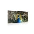 CANVAS PRINT PEACOCK IN BEAUTIFUL COLORING - PICTURES OF ANIMALS - PICTURES