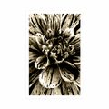 POSTER EXOTIC DAHLIA IN SEPIA DESIGN - BLACK AND WHITE - POSTERS