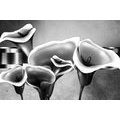 CANVAS PRINT ELEGANT CALLA FLOWERS IN BLACK AND WHITE - BLACK AND WHITE PICTURES - PICTURES