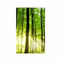 POSTER LUSH GREEN FOREST - NATURE - POSTERS