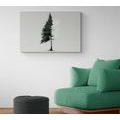 CANVAS PRINT MINIMALIST CONIFEROUS TREE - PICTURES OF TREES AND LEAVES - PICTURES