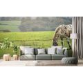 SELF ADHESIVE WALL MURAL HORSE ON THE MEADOW - SELF-ADHESIVE WALLPAPERS - WALLPAPERS