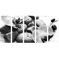 5-PIECE CANVAS PRINT BEAUTIFUL INTERPLAY OF STONES AND ORCHIDS IN BLACK AND WHITE - BLACK AND WHITE PICTURES - PICTURES