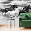 WALLPAPER BLACK AND WHITE HERD OF HORSES - BLACK AND WHITE WALLPAPERS - WALLPAPERS