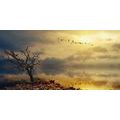 CANVAS PRINT DRIED UP TREE - PICTURES OF NATURE AND LANDSCAPE - PICTURES