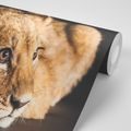 WALL MURAL LION CUB - WALLPAPERS ANIMALS - WALLPAPERS
