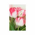 POSTER SPRING TULIPS - FLOWERS - POSTERS