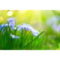 SELF ADHESIVE WALLPAPER FLOWERS ON A MEADOW IN SPRING - SELF-ADHESIVE WALLPAPERS - WALLPAPERS