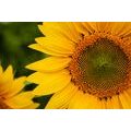 WANDBILD GELBE SONNENBLUME - BILDER BLUMEN - BILDER