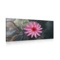CANVAS PRINT CHARMING LOTUS FLOWER - PICTURES FLOWERS - PICTURES
