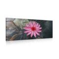 IMPRESSION SUR TOILE CHARMANTE FLEUR DE LOTUS - IMPRESSIONS SUR TOILE FLEURS - IMPRESSION SUR TOILE