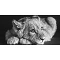 CANVAS PRINT OF A CUTE LION IN BLACK AND WHITE - BLACK AND WHITE PICTURES - PICTURES