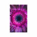 PLAKAT PURPUROWA GERBERA - KWIATY - PLAKATY