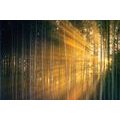 SELF ADHESIVE WALL MURAL SUN BEHIND THE TREES - SELF-ADHESIVE WALLPAPERS - WALLPAPERS