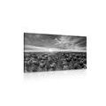 CANVAS PRINT SUNRISE OVER A MEADOW WITH TULIPS IN BLACK AND WHITE - BLACK AND WHITE PICTURES - PICTURES