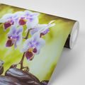 FOTOTAPETA SPA ZÁTIŠIE (2) - WALLPAPERS - 🔥 TOTAL SALE 🔥