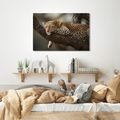 WANDBILD LEOPARD RUHT AUF EINEM BAUM - BILDER VON LÖWEN UND TIGERN - BILDER