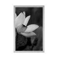 POSTER GENTLE LOTUS FLOWER IN BLACK AND WHITE - BLACK AND WHITE - POSTERS