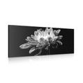 CANVAS PRINT DAISY IN BLACK AND WHITE - BLACK AND WHITE PICTURES - PICTURES