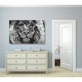 CANVAS PRINT LION'S FACE IN BLACK AND WHITE - BLACK AND WHITE PICTURES{% if product.category.pathNames[0] != product.category.name %} - PICTURES{% endif %}