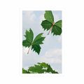 AFFICHE FEUILLES AU VENT - NATURE - AFFICHES