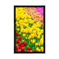 AFFICHE JARDIN PLEIN DE TULIPES - FLEURS - AFFICHES