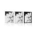 POSTER DANDELION IN BLACK AND WHITE - BLACK AND WHITE - POSTERS