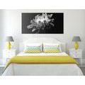 CANVAS PRINT DAISY IN BLACK AND WHITE - BLACK AND WHITE PICTURES{% if product.category.pathNames[0] != product.category.name %} - PICTURES{% endif %}