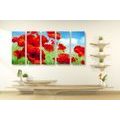 5-PIECE CANVAS PRINT POPPY FLOWERS IN A MEADOW - PICTURES FLOWERS - PICTURES