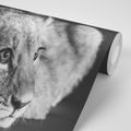 WALL MURAL LION CUB IN BLACK AND WHITE - BLACK AND WHITE WALLPAPERS - WALLPAPERS